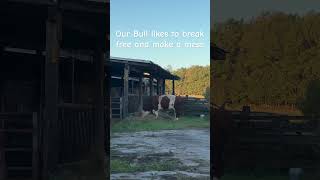 We do never have a boring day on the farm 🐄 cow farming animals farmlife [upl. by Lexy]