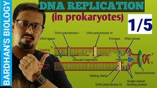 DNA REPLICATION in prokaryotes in HINDI 15 [upl. by Neelyad761]