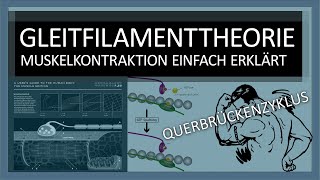 Muskelkontraktion einfach erklärt Gleitfilamenttheorie Ablauf  Querbrückenzyklus  Sport Biologie [upl. by Dowski]