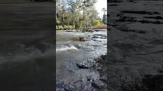 Warrandyte State Park  VIC Australia park lake river camping hike asmr relax outback [upl. by Diehl]