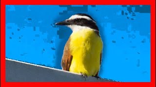 Benteveo Canto  Great Kiskadee Bird Song  Great Kiskadee Bird Call  Pitangus Sulphuratus [upl. by Anaej]