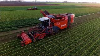 Dewulf Kwatro  Grimme  Knolselderij  Celeriac  Knollensellerie  Drone Landbouw  DeutzFahr [upl. by Abel333]