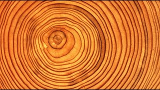 Introduction to Dendrochronology [upl. by Lief]