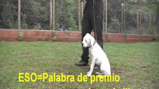 Adiestramiento canino obediencia cachorros [upl. by Jenks254]