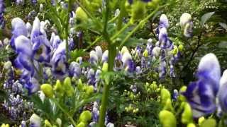 Aconitum x cammarum quotBicolorquot [upl. by Vial]