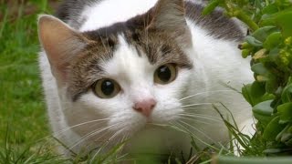 Cats eyes  Cat Watch 2014  The Horizon Experiment Episode 2 Preview  BBC Two [upl. by Bergstrom877]