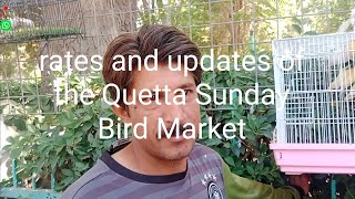 rates prices updates Quetta Sunday Bird Market at Malibagh opposite islamia school mechongi Road [upl. by Elstan]