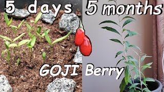 How to grow Goji berry from seed [upl. by Zeph]