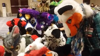 Califur XI  Spectator Says Fursuit Games [upl. by Irrabaj]