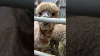 The weanlings arguing one is more vocal than the others alpacas argument funny [upl. by Voltmer154]