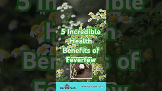 5 Incredible Health Benefits of Feverfew  carecrash [upl. by Yrbua]