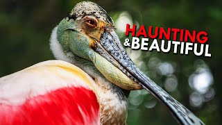 Roseate Spoonbills Hauntingly Beautiful Swamp Hunters [upl. by Anitac23]