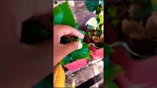 Hibiscus plants not flowering try these tips shorts youtubeshorts hibiscus [upl. by Ayidan]