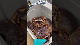 2024 crabbing season in Seattle marine area 10 was a success [upl. by Anwahsal495]