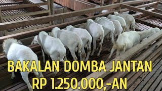 BAKALAN DOMBA JANTANDOMBA BAKALAN STOK QURBANDAFTAR HARGA TERBARU [upl. by Trever404]