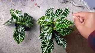 How to grow Zebra Plant  Aphelandra squarrosa [upl. by Yramesor604]