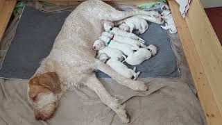 Spinone Welpen einfach zum Knutchen [upl. by Carmelita]