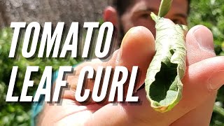 Why are My Tomato Leaves Curling Tomato Leaf Curl Explained [upl. by Craggy]