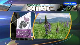 Escape Outside Lupine Festival Baker River Valley road trip [upl. by Tem279]