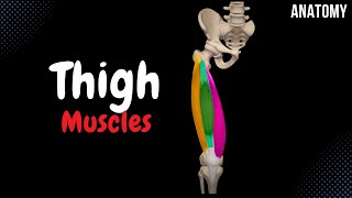 Muscles of the Thigh Division Origin Insertion Function [upl. by Brigette]