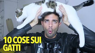 10 COSE DA SAPERE SUI GATTI [upl. by Vassily]