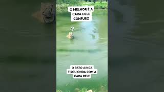 O Pato tirando onda memes humor rindomuito engraçado engracado fofis viralvideo [upl. by Anwahsit42]