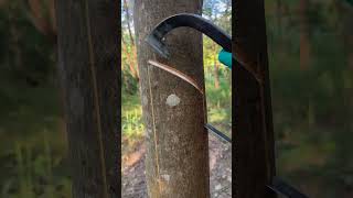 rubber tapping process🌞 rubberfarming satisfying rubberwood rubbertapping rubber rubberwood [upl. by Plossl]