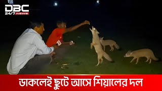 শিয়ালেমানুষে আজব বন্ধুত্ব  DBC NEWS Special [upl. by Dunston]