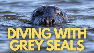 Scuba Diving with Grey Seals at Lundy Island [upl. by Sarid930]