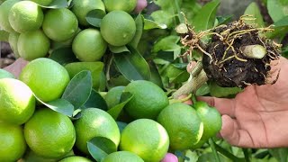 ¿Quieres tener un Planta de Limón Enana llena de Frutos Aquí te lo Revelo Todo  Limonero en Maceta [upl. by Moses]