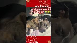 ang lambing talaga ni muning Ki doggie [upl. by Oxford757]