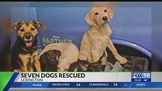 7 dogs rescued over multiple days in Lexington after caller tells animal control about abandoned ca [upl. by Sukramed]