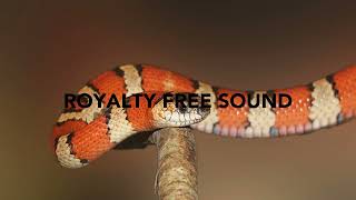 Hissing snake Sound Effects  Royalty Free Sounds [upl. by Uird]