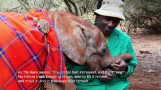 Musiaras Rescue  Sheldrick Trust [upl. by Laekcim]