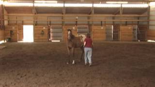 Horse Training Clinic with Holistic Horse Trainer Missy Wryn [upl. by Kerred]