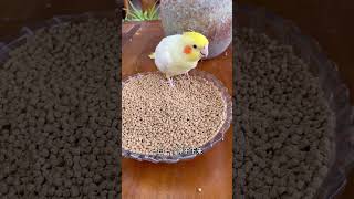 If your parrot is picky about food feed it nourishing pills Parrots are super rich Raising pa [upl. by Boorman]