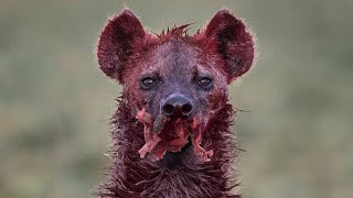 15 Tragic Moments The Most Cruel Hyena Ever Shows No Mercy [upl. by Ettenaj]