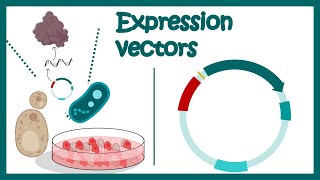 Expression vectors  What is in an expression vector  applications of expression vectors [upl. by Zita839]