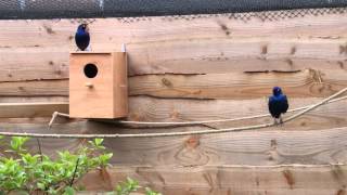 Purple glossy starling courtship in aviary [upl. by Yusem809]