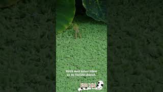 Frogs Jumping In Slow Motion  Bravo Dada Shorts Frogs JumpingFrogs [upl. by Retsev]