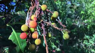 Pacific Madrone  Arbutus menziesii  Part 2 Multicolored Berries [upl. by Naarah]