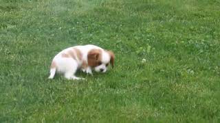 Cavalier King Charles Spaniel Puppies For Sale [upl. by Vel89]