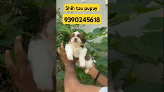 Shih tzu puppies for sale in Hyderabad  9390245618  puppy pets tranding shots [upl. by Ilamad]