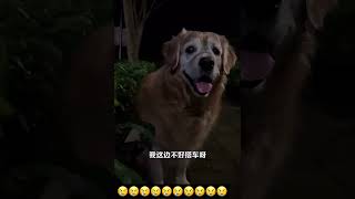 KEBAIKAN AKAN DATANG KEPADA SIAPAPUN YANG MAU BERBUAT BAIK shorts short dog funny viralvideo [upl. by Kimberley900]