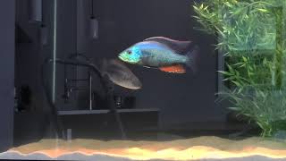 Dimidiochromis Strigatus Spawning For the First time in my 375g African Cichlid Aquarium [upl. by Anyela]