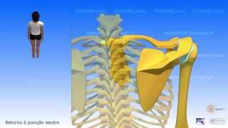 Escápula Movimentos da escápula [upl. by Seldan]