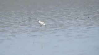 ရေညှောင့်နူတ်ဝိုင်းငှက် Spoonbilled Sandpiper recorded at Guff of Mottama in Myanmar [upl. by Uaerraj]