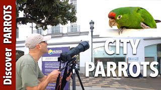 City Parrots in San Jose Costa Rica  Discover PARROTS [upl. by Tann]