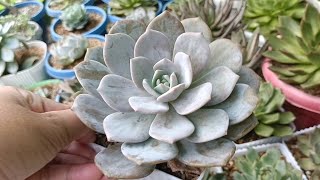 Echeveria Missing You Nagmamaganda na sya • Succulent in lowland 120224 [upl. by Roderic]