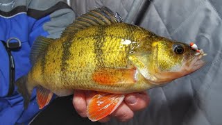 Ice Fishing JUMBO PERCH  South Dakota Timber Tigers  Jason Mitchell Outdoors [upl. by Haleak925]